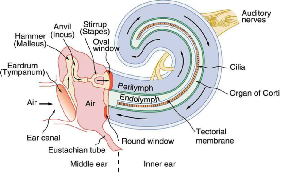 4.1.4_cochlea.png