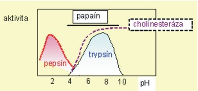 Fig. 7 Dependence of the activity of selected enzymes on pH
