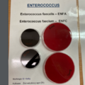 Enterococci
