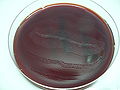 Proteus vulgaris, blood agar