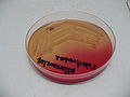 Salmonella enterica enteritidis, Endo agar