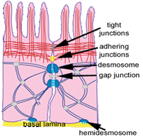 Cell Surface Specialization.gif