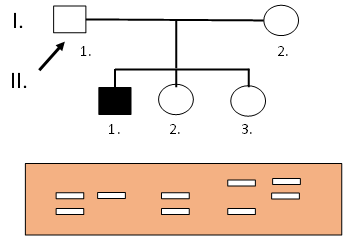 RFLP pedigree.png