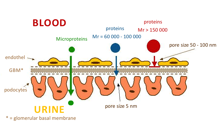 Effect of protein size on glomerular membrane penetration