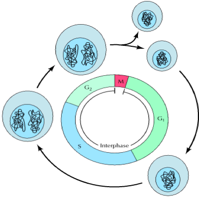 The cell cycle, its regulation and disturbances - WikiLectures