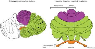 Cerebellum image.jpg