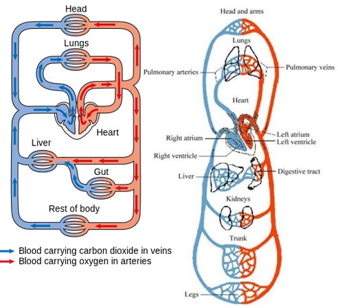 Biomechanics of blood circulation - WikiLectures