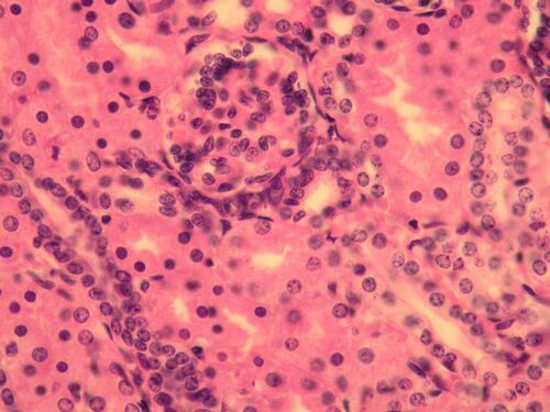 Kidney cortex.jpg