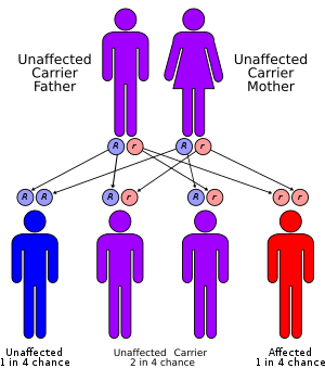 Autorecessive..png