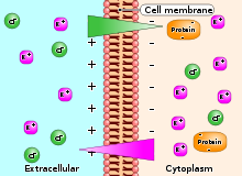 Figure 2.4: Donnan (or Gibbs - Donnan) Equilibrium.