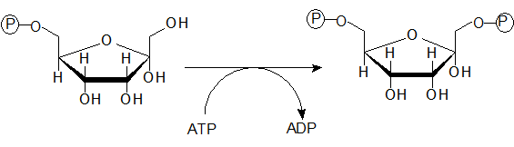 3. Phosphorylation of Fru-6-P under ATP consumption to Fru-1,6-bisP