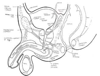 Fixation and syntopy in male .png