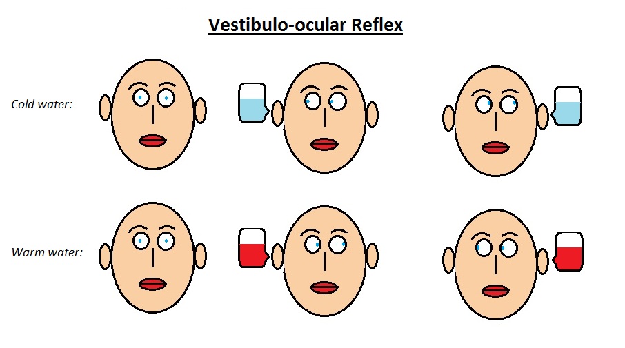 Vestibulo-ocular reflex