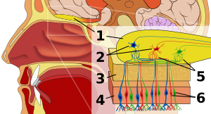 1. Bulbus olfactorius 2. Mitral cells 3. Lamina cribrosa 4. Mucous membrane of the nasal cavity 5. Synapse 6. Fila olfactoria