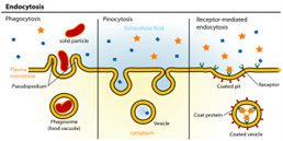 Cell Membrane 3.png