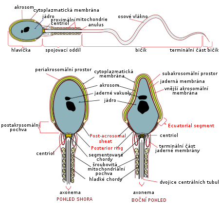 Sperm - WikiLectures