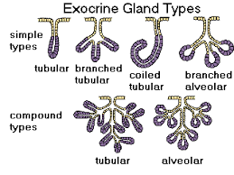 Exocrine Glands - David Darling.png
