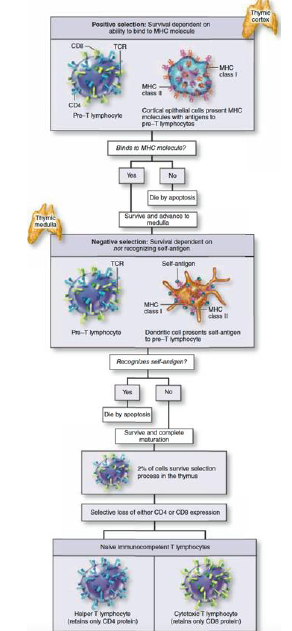 2 step selection in thymus
