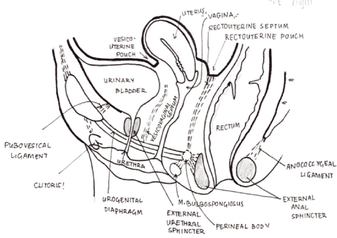 Fixation and syntopy female .png