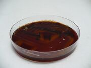 Streptococcus pneumoniae blood agar.jpg