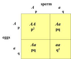 Genetic aspects of populations, Hardy-Weinberg equilibrium - WikiLectures