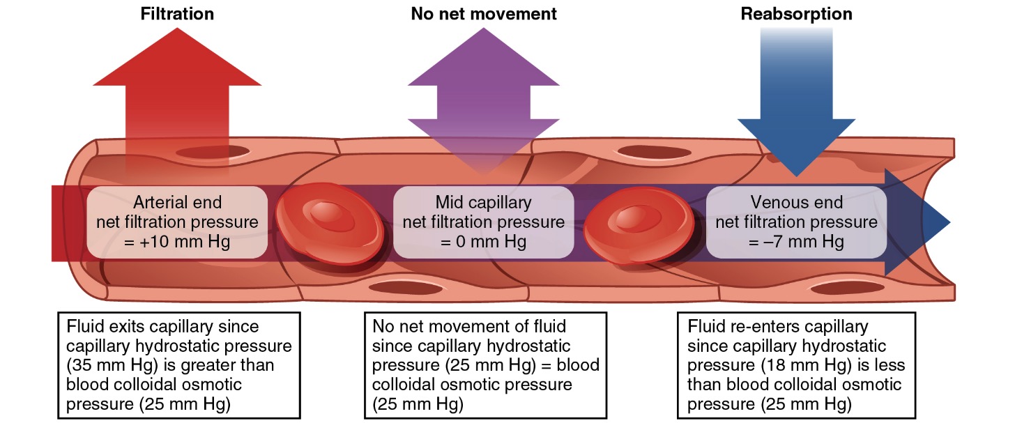 Starling forces within a capillary.jpg