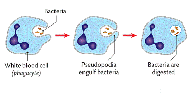Lymphocyte engulfing bacteria with pseudopodia