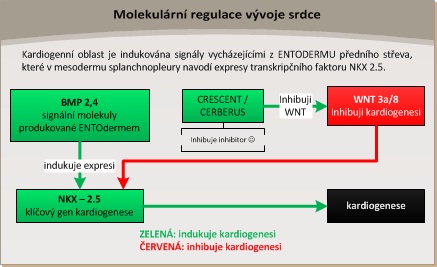 Development of the heart - WikiLectures