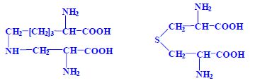 Hydrolysis crosslinked protein.jpeg