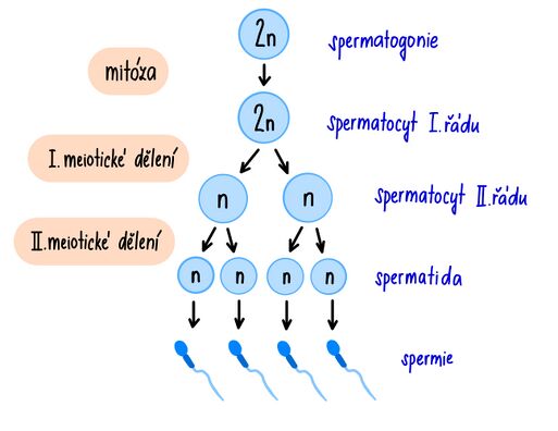 Gametogenesis procedure WikiLectures