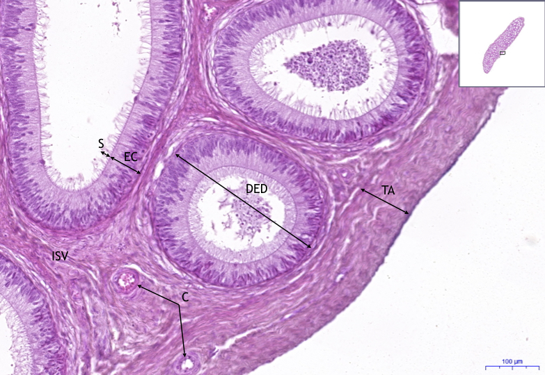 Epididymis HE, 10x.jpg