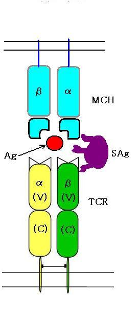 Superantigen (SAg) combining TCR and HLA II. class