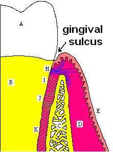Gingival sulcus.png