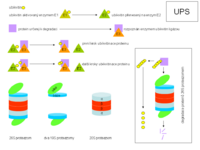 Ubiquitination of proteins and their degradation by the proteasome.png