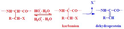 Isomeration formation D-AMK.jpeg