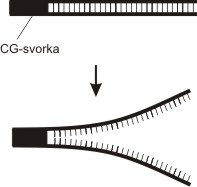 Progress DGGE and CG clamp