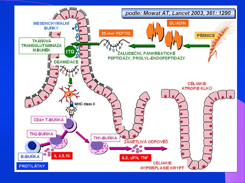Detection of antibodies against gliadin, endomysium and atTG in stool