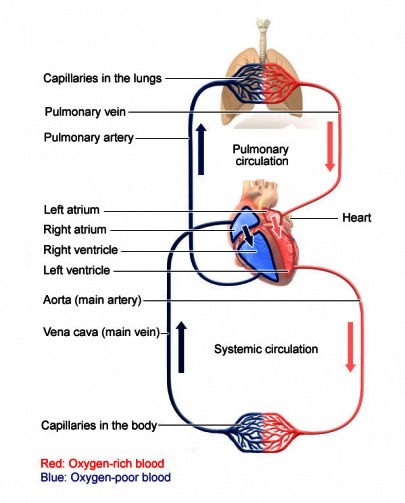 Biomechanics of blood circulation - WikiLectures