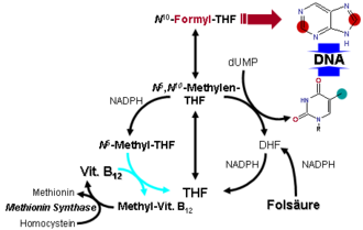 The role of folic acid and vitamin B12 in metabolism