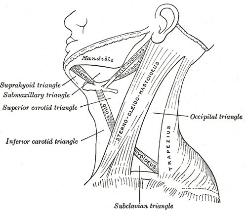 Carotid Triangle WikiLectures