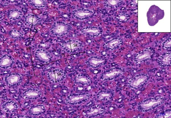 Kidney/Kidney, HE 20x
