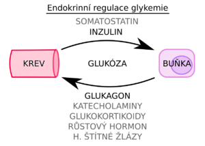 Regulation of Glycemia.png