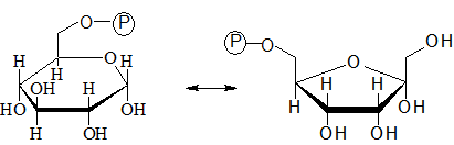 2. Isomerization of Glc-6-P to Fru-6-P
