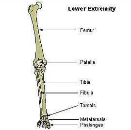 -Illu lower extremity.jpg