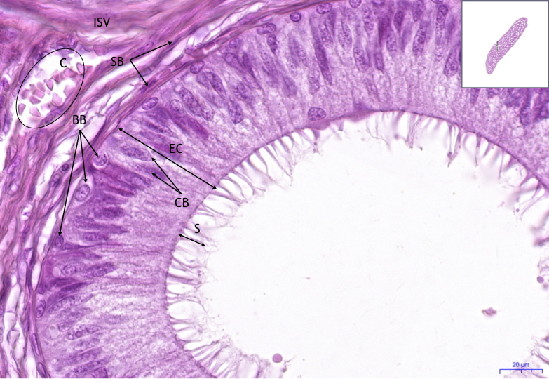 Epididymis HE, 40x.jpg