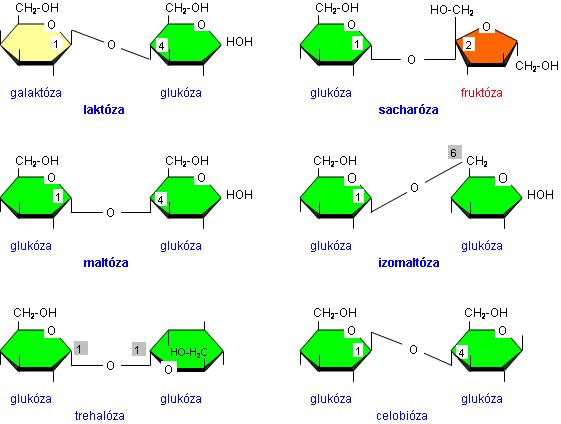 Štruktúry dôležitých disacharidov