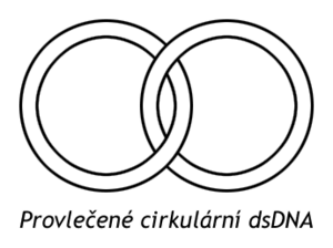 Threaded circular dsDNA.png