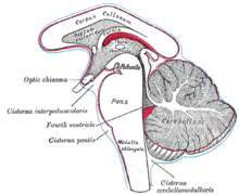 Central nervous system - WikiLectures
