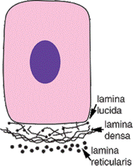 Basal Lamina.gif