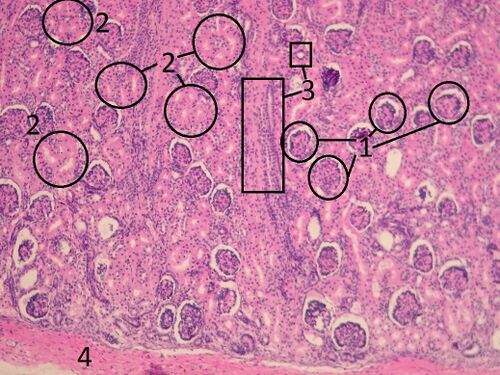 Kidney cortex 6.jpg
